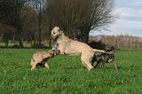 IRISH WOLFHOUND 254